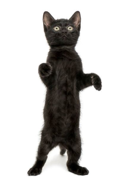 Best Black Kitten Stock Photos Pictures And Royalty Free Images Istock