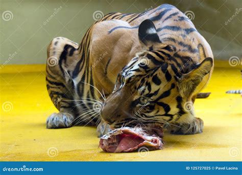 Siberian Tiger Eating His Lunch Stock Image Image Of Meal Lunch