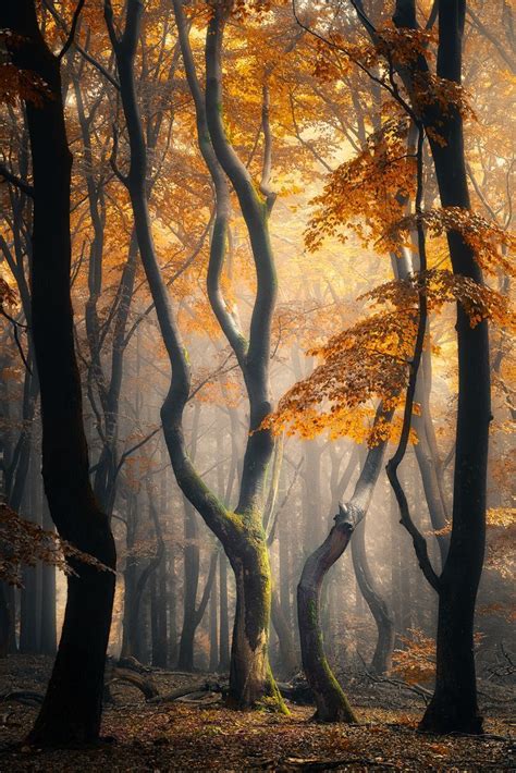 Speulderbos 7 On Behance Beautiful Planet Earth Our Home