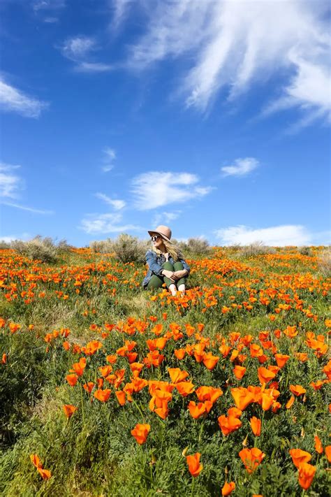 The Ultimate Southern California Spring Wildflower Guide Salty Canary