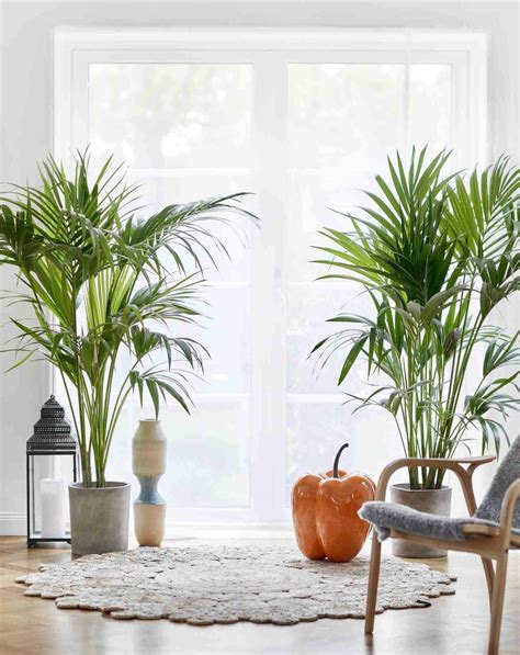 8 Palms Plants To Grow Indoors Indoor Palms Big Indoor Plants