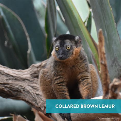 World Land Trust On Twitter Meet The Collared Brown Lemur 🐒 Named