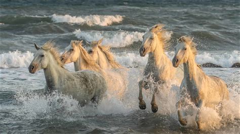 White Horses Are Running On Beach Hd Animals Wallpapers Hd Wallpapers