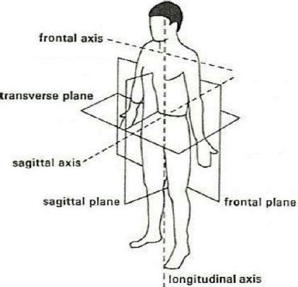 Labeled Anatomical Position With Planes