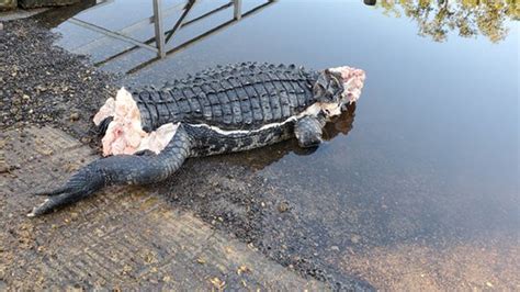 mutilated alligator found in florida without head or tail