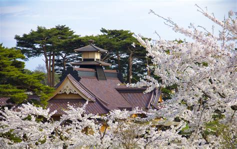 Sangat cocok untuk digunakan sebagai latar belakang foto kamu. Bunga Sakura Taman Goryokaku | Hokkaido Atraksi ...