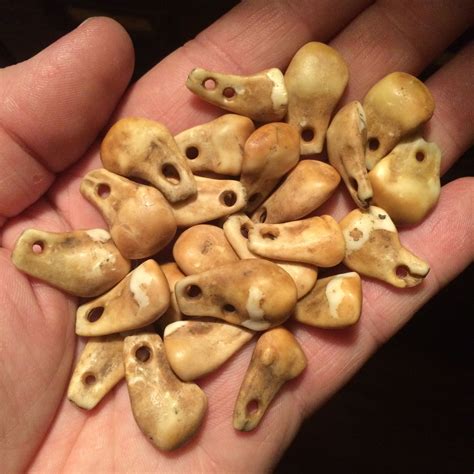 Mid 1800s Plains Indian Elk Tooth Ivory Pendants Collection Of