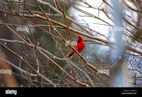 A Little Common Cardinal Bird Cardinalis Cardinalis Sitting On A Tree