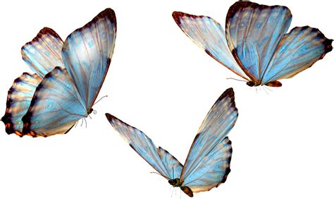 Blue Butterfly Transparent Clipart Image 939462 Png 26e