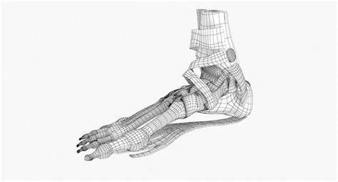 Foot Skeleton Drawing At Getdrawings Free Download