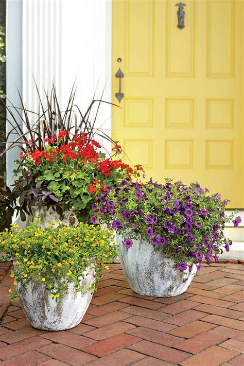 They are also lovely and common enough to easily find. Heat-Tolerant Container Gardens for Sweltering Summers ...