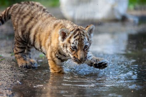 Cute Baby Tiger Cubs X Wallpaper Teahub Io