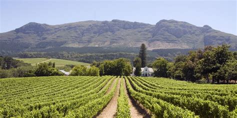 Best Cape Town Wineries You Must Visit On A Wine Holidays