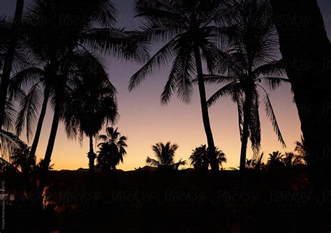Silhouette Of Sunset Over The Ocean With Palm Trees In Foreground By