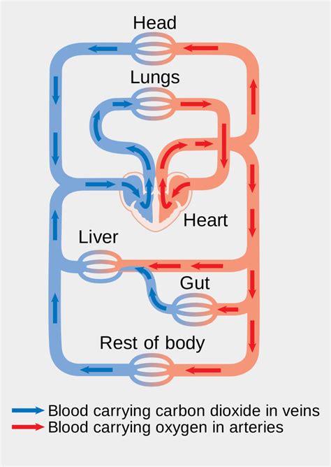13 Circulatory System Flow Chart Of Blood Robhosking Diagram Vrogue
