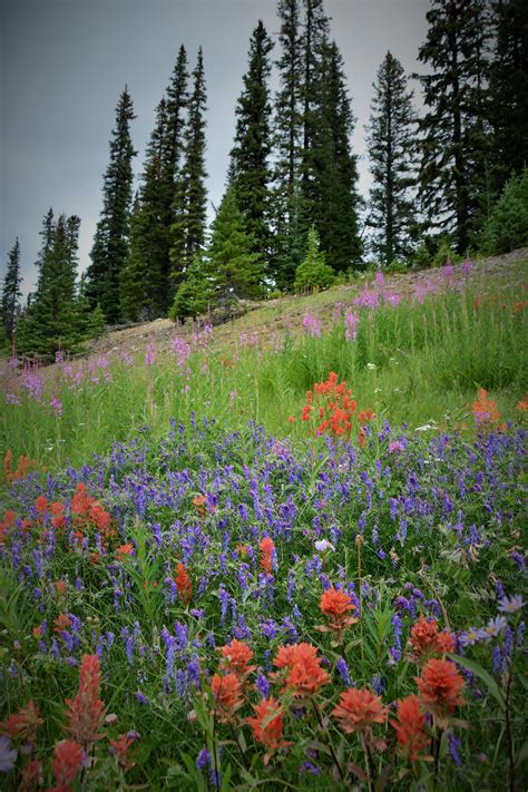 Wildflowers Growing Along The Canadian Icefields Hwy Near The Bow