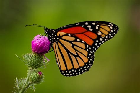 The Big Butterfly Count 2019 Garden Planting Schemes For Butterflies