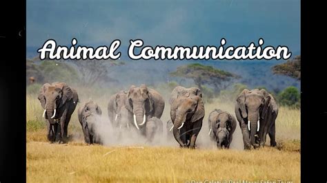 Lesson 4 Animal Communication Youtube