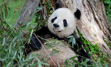 Giant Panda Smithsonians National Zoo 58 Off