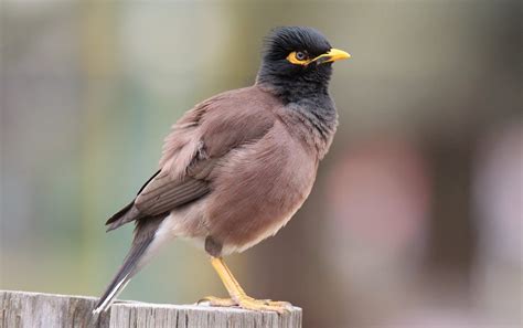 3 Non Native Birds Helping To Spur Significant Decline In Local Species