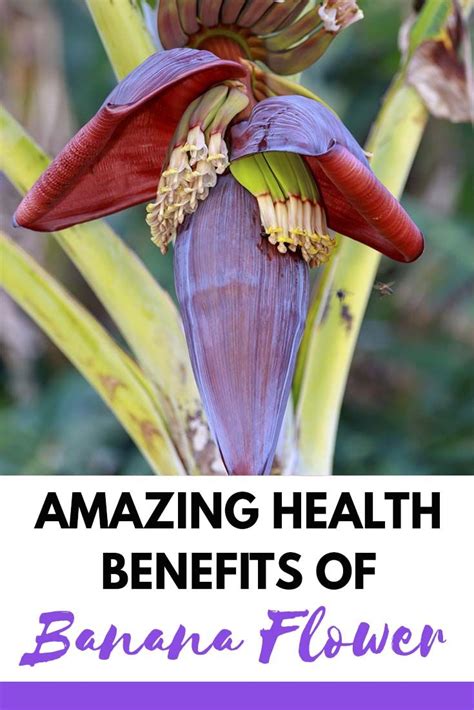 Top 12 Amazing Health Benefits Of Banana Flower Banana Flower Nutrition And Facts Banana