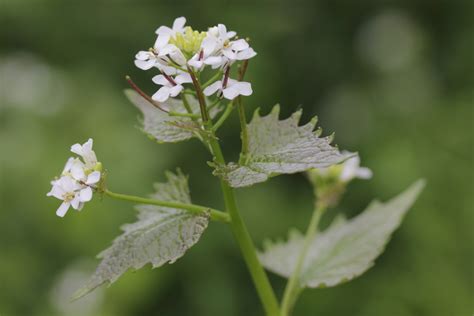 25 Edible Wild Plants To Forage For In Early Spring