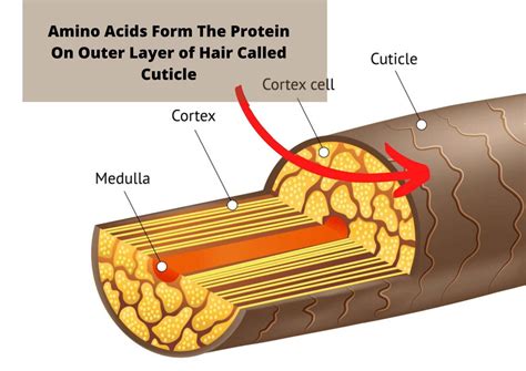 What Is Amino Acid Treatment For Natural Hair Benefits Smoothing Effects And More Hair