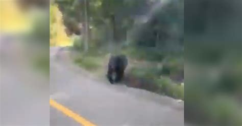 Colorado Woman Captures The Moment A Bear Charged Her During Vacation