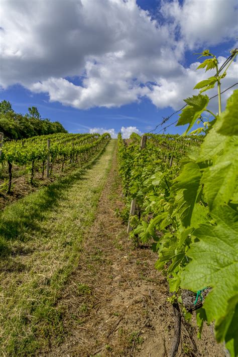 Vineyards Free Stock Photo Public Domain Pictures