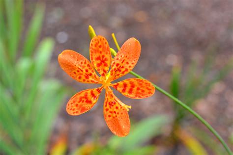Singapore Botanical Gardens - the drifting winemaker