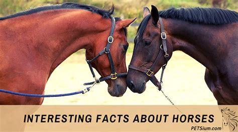Facts About Horses Petsium