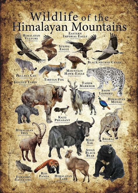 Wildlife Of The Himalayan Mountains Poster Etsy In 2021 Wildlife