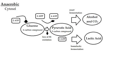 3 Anaerobic Respiration Examples Detailed Explanations Lambda Geeks