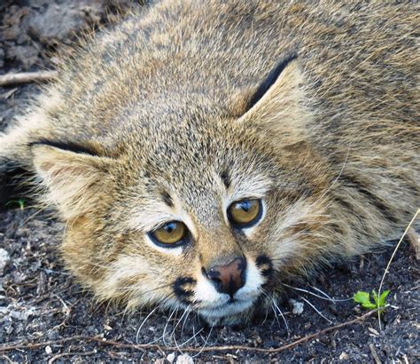 In fact they are believed to have greater when the pampas and the pantanal cats are categorized as separate species, the colocolo has two. Pampas Cat Facts, History, Useful Information and Amazing ...