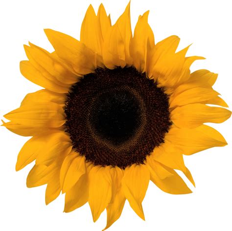 Free Svg Sunflower Svg Transparent Background 18644 S