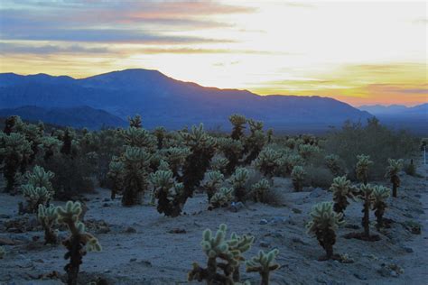 Cholla Cactus Garden Sunrise Joshua Tree Np Navin75 Flickr