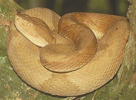Jun 26, 2018 · flickr commons ilha da queimada grande, also known as snake island. The Venomous Pit Vipers of Brazil's Deadly Snake Island ...