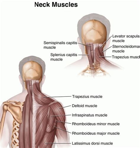 Lower Back Muscle Spasm
