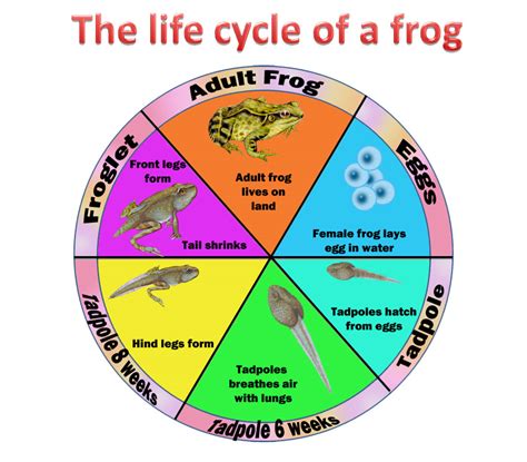 Life Cycle Of Frogs For Grade 1 On Teacha