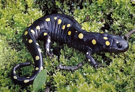 Pictures Of Salamanders Salamanders Of Pennsylvania 22 Species 2 20