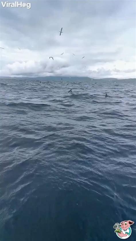 Pin On Whalesdolphinsandandandand