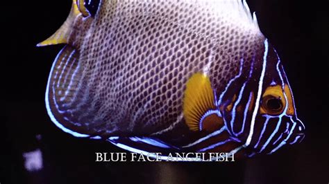 Blueface Angelfish Pomacanthus Xanthometopon Harse Designs 4k Youtube