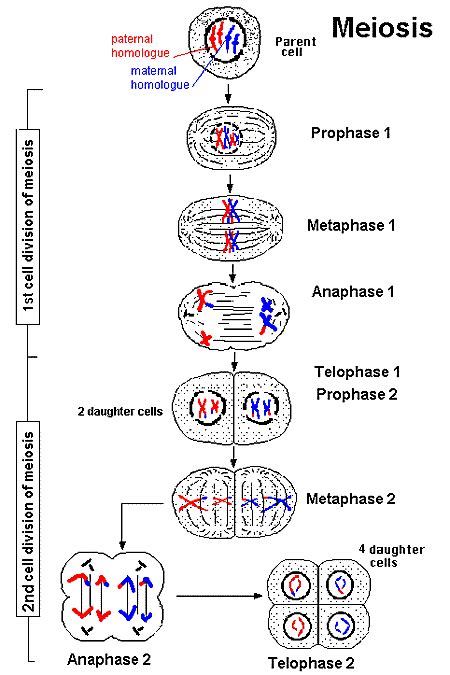 What Are The Steps Involved In Meiosis Socratic