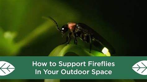 How To Support Fireflies In Your Outdoor Space Youtube