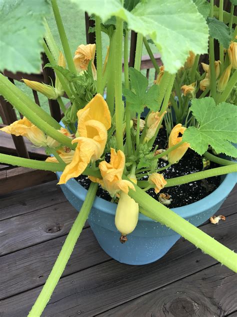 Growing Squash In Containers G4rden Plant
