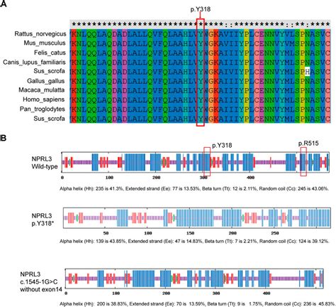 Frontiers Identification Of Two Rare Nprl3 Variants In Two Chinese