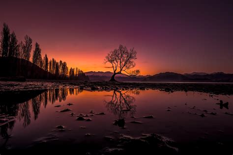New Zealand Sunsets At The Wanaka Tree Newzealand