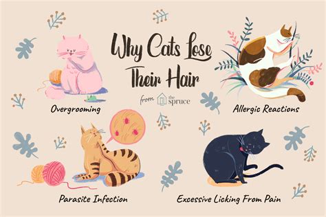 What To Do If Your Cat Is Losing Hair
