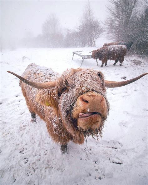 Love Scotland On Instagram Snowy Coosday Snow Has Returned To