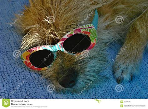 Funny Dog With Sunglasses Stock Image Image Of Tour 56496257